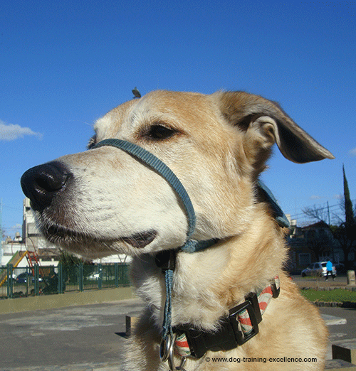 dog with gentle leader, dog walking tips