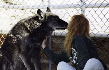 Nicole wilde and her wolf kissing