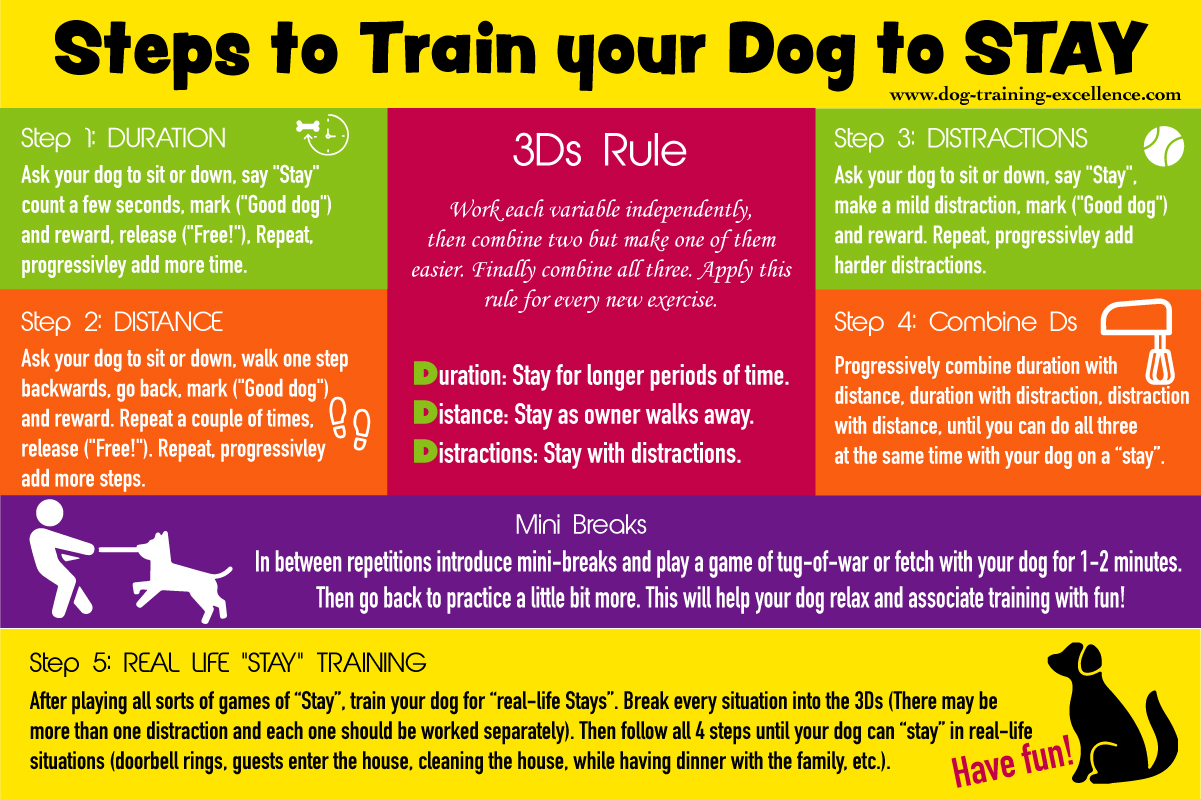 how to train my dog to come to me