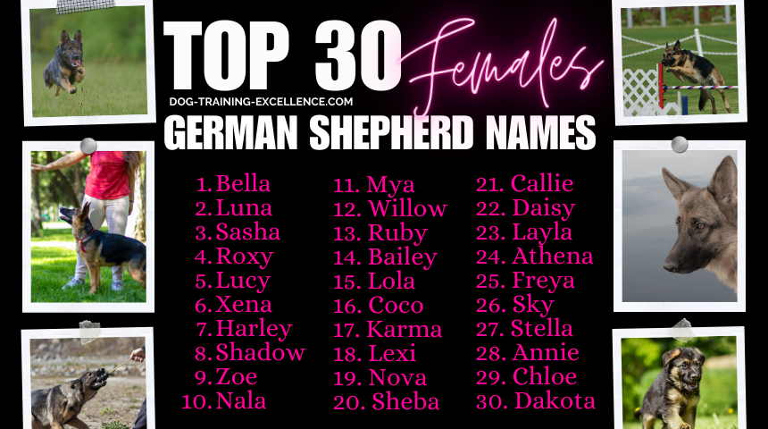Top 100 German Shepherd names for females, What is the most popular German Shepherd name