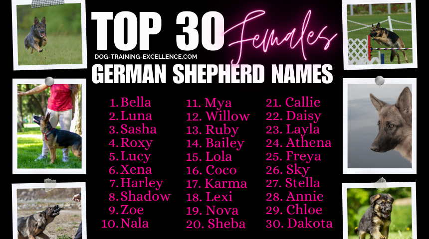 Rare Female German Shepherd Names Infoupdate rare-female-german-shepherd-names-infoupdate