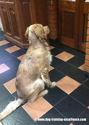 Alert barking when neighbors walk past by a door.