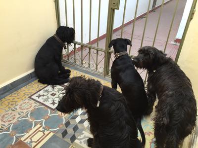 My crew of 4 Giant Schnauzer mixes