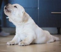 Golden retriever puppy barking by Ryhor Bruyeu