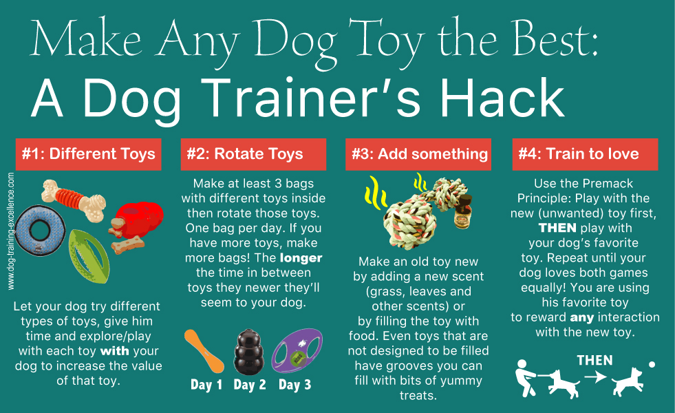 13+ Best Dog Training Toys To Improve Behavior & Skills