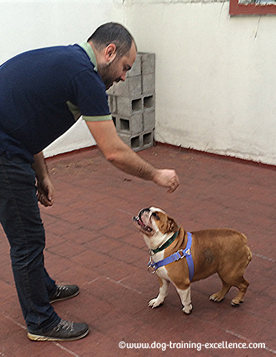 training a bulldog puppy