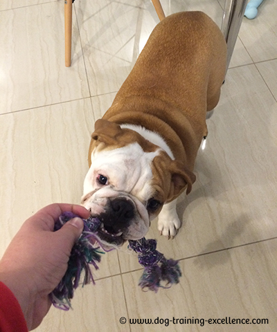 training a bulldog puppy