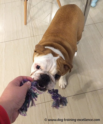 Easy Bulldog Training Step by Step Guide