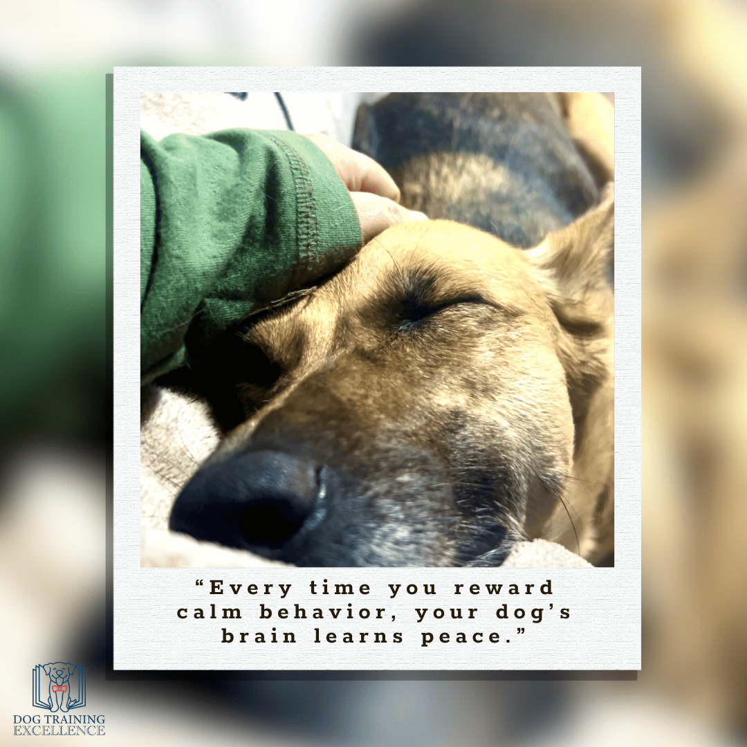 How to calm a hyper puppy, dog quote, teach settle to a dog, hyper puppy learning to settle on mat, teaching the settle command step-by-step