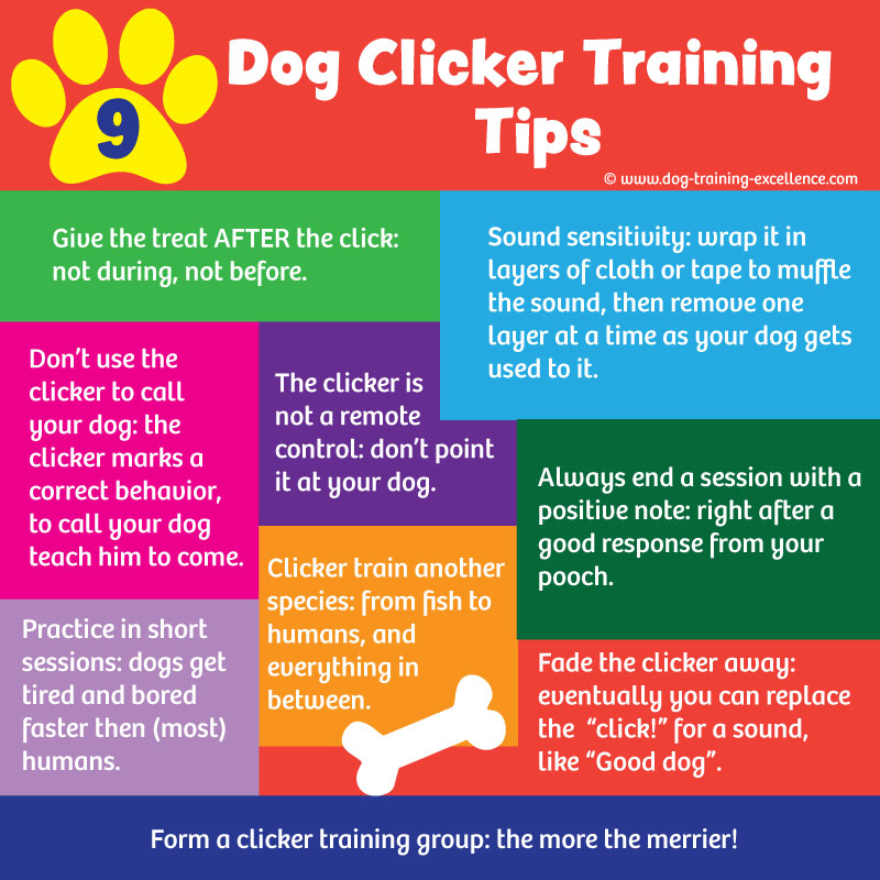 A guide to clicker training your dog