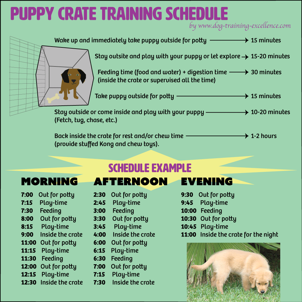 puppy crate training schedule