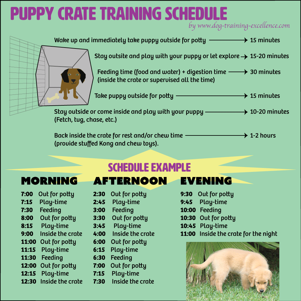 Dog Potty Training Schedule Chart