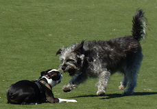 dog calming signal laying down by El Caganer