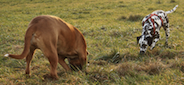 Dog calming signal sniffing the ground by blumenbien