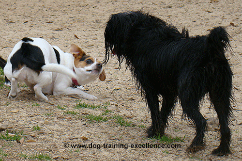 how to stop a nervous dog barking