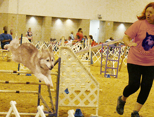 dog walking games, dog jumping obstacle course