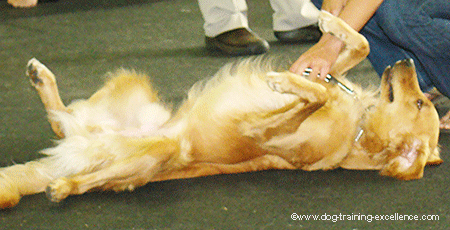 dog belly up for a rub