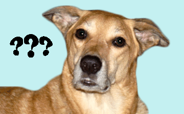 do you have a dog question?