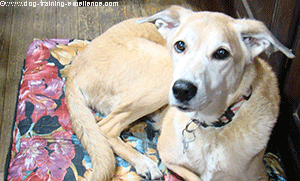 Cute dog laying down on his doggy bed