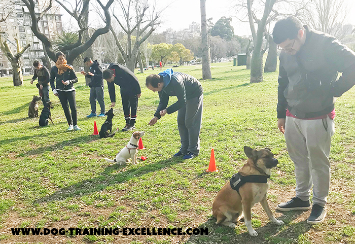 dog training class, dog training, should I get a puppy