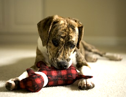 puppy playing with red toy by Photokitchen