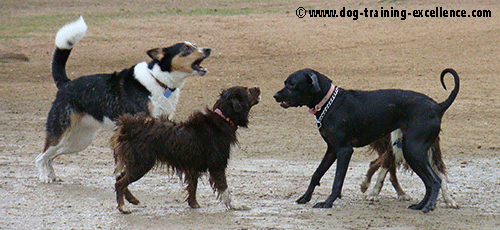 barking dog sounds, dog barking communication