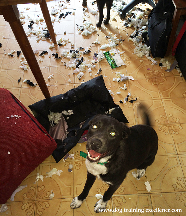 dog destroying home, dog home destruction, dog chewing