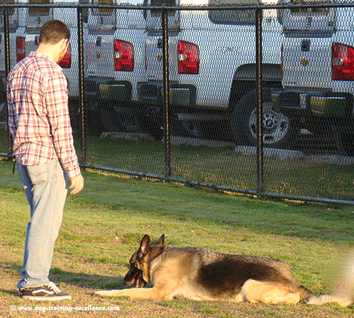 German Shepherd puppy training down