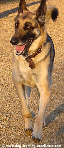 training german shepherd dogs