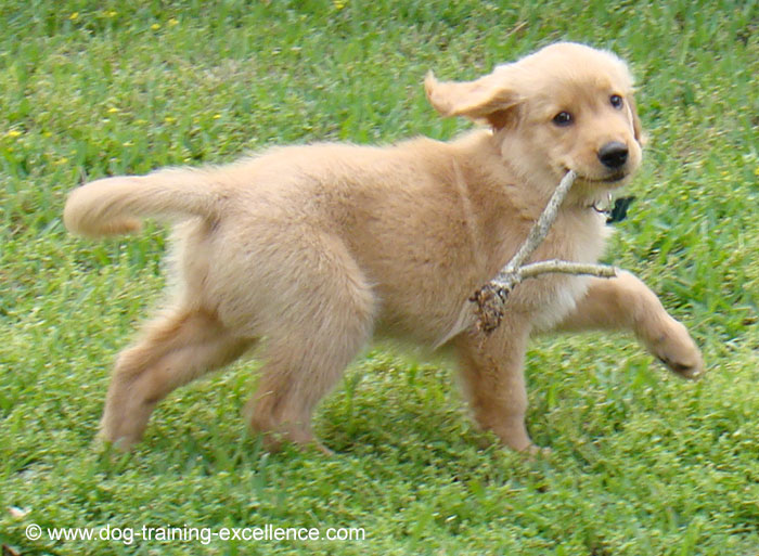 golden retriever dog names, golden retriever puppy pic