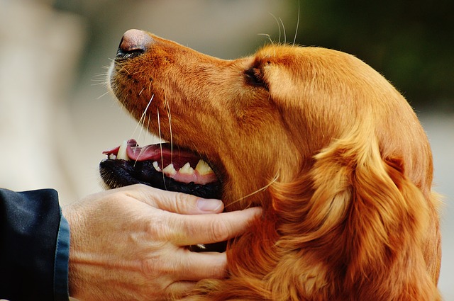 Golden retriever shop red hair