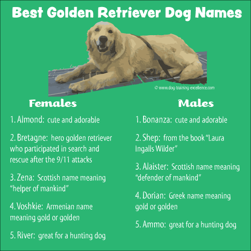 60+ Names for Golden Retrievers - PetHelpful