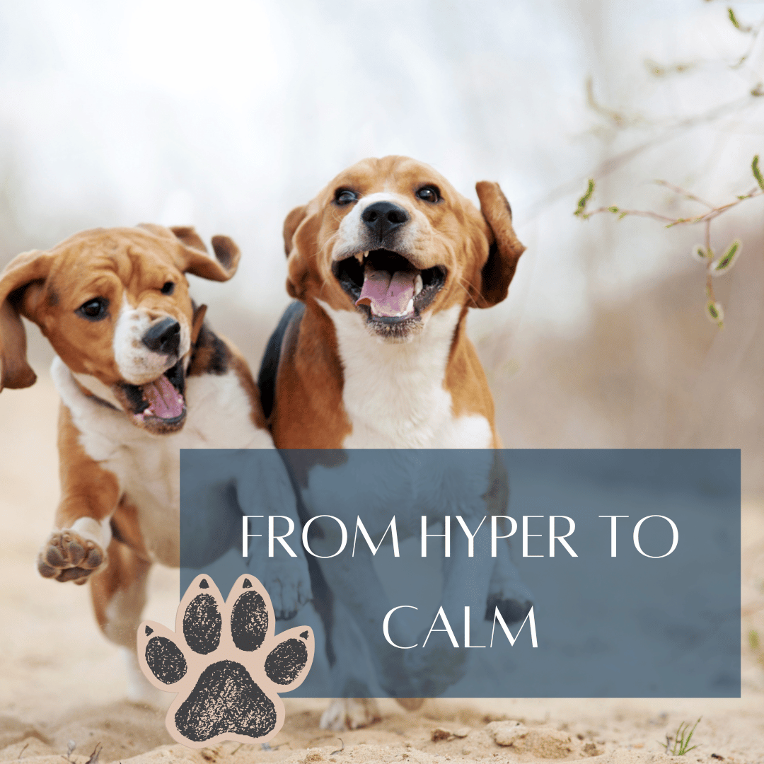 hyper puppy title home page