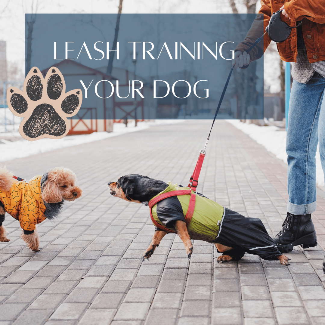 leash training title home page
