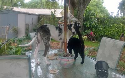 Leo the Catahoula Leopard Hound