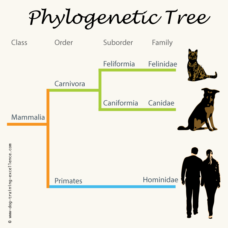 difference between dogs and and cats, cat and dog evolution