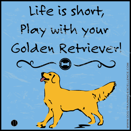 Golden retriever training is easy and fun with positive and effective metho...