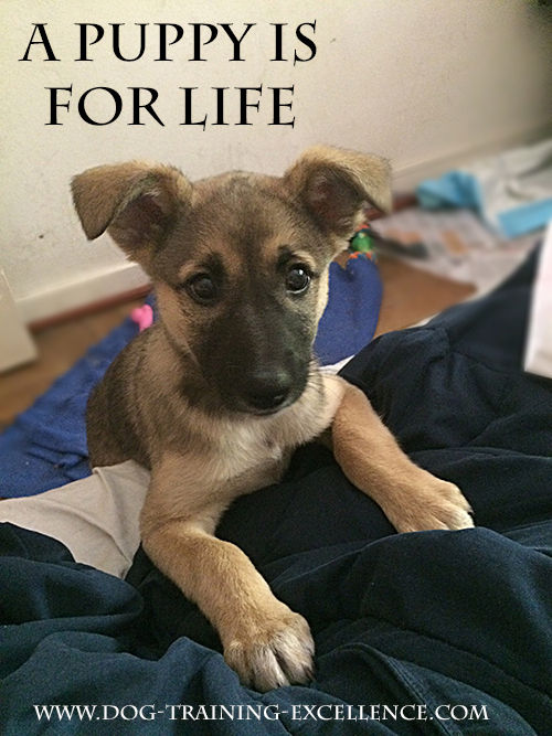 A Puppy is for life, puppy pictures, puppy training