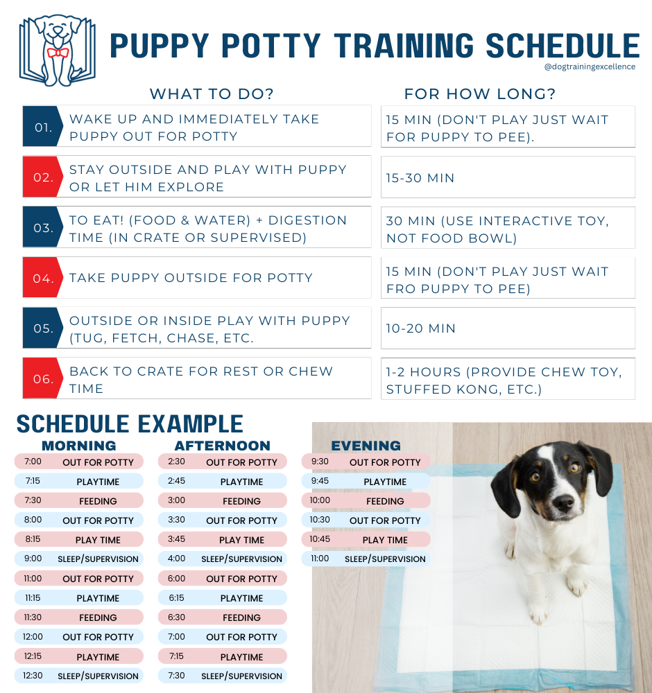 puppy potty training schedule example, puppy housetraining, dog potty training misktakes