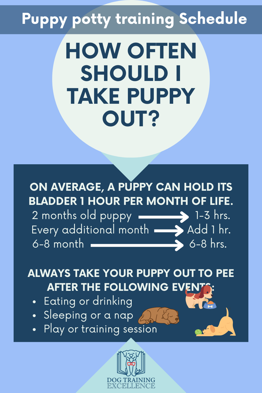 when to take puppy out, puppy potty training schedule, how often does a puppy need to pee