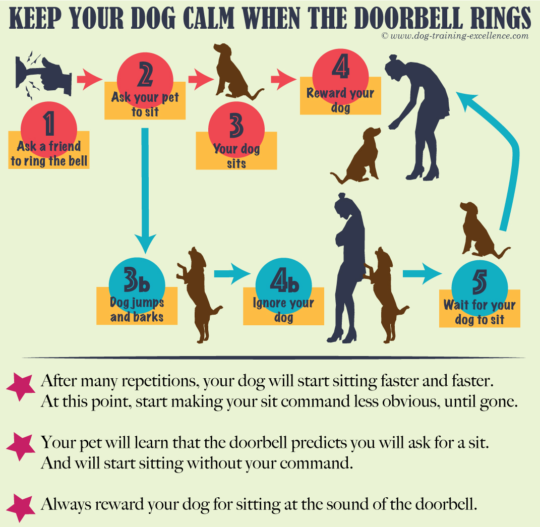 what to do if your dog keeps barking