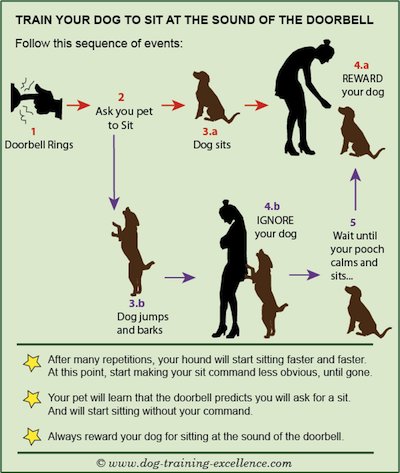 Mastering the Dog Training Sit Command - Essential Techniques for Every Dog Owner