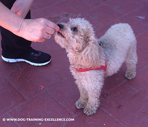 training a dog to sit luring a dog behavior