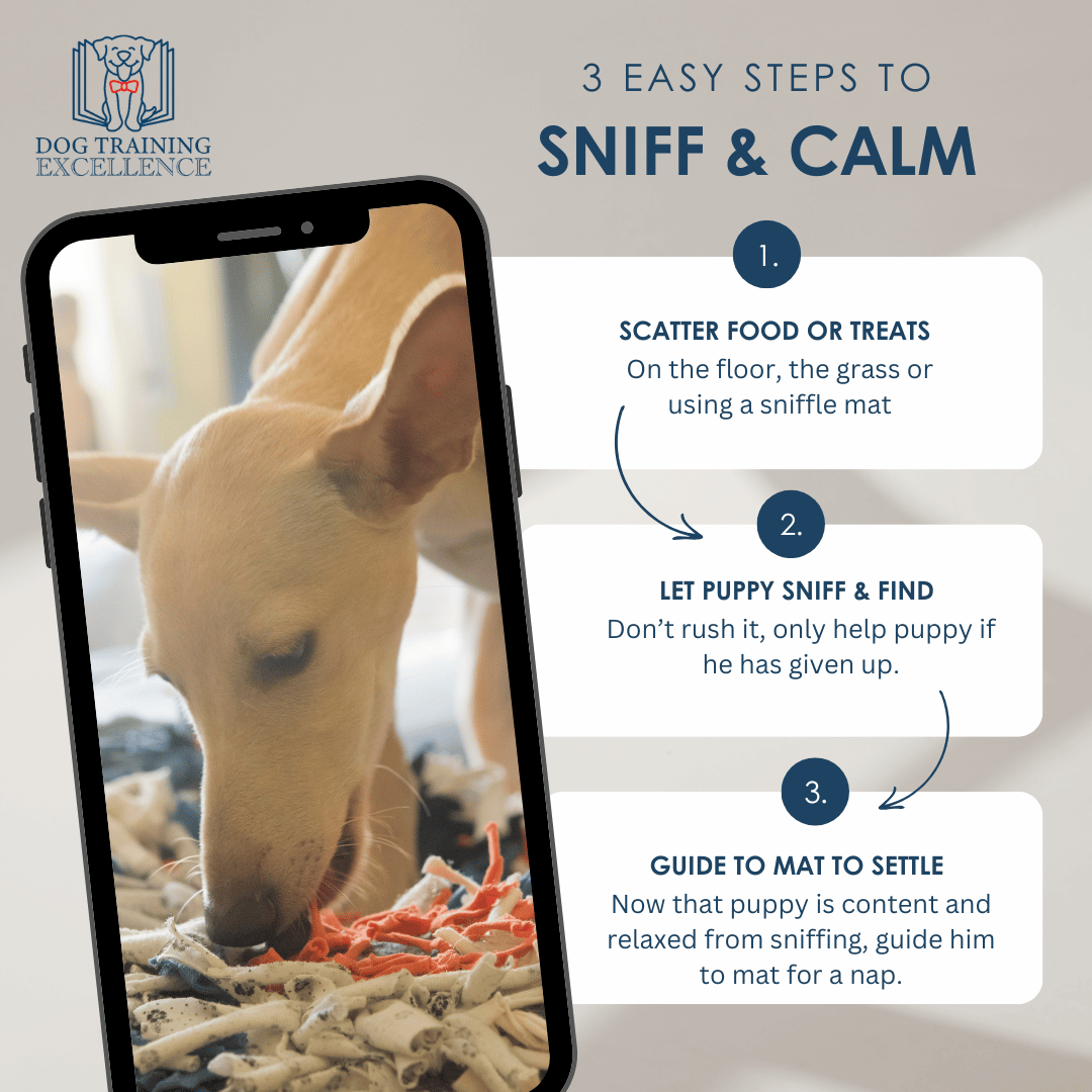 How to help a hyper puppy calm down, settle cue, dog training, snuffle mat, sniff to calm puppy game