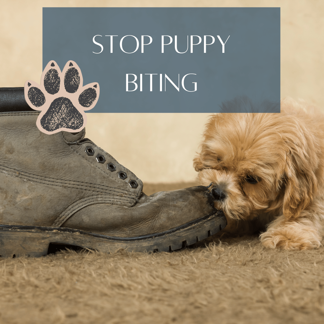 stop puppy biting title home page