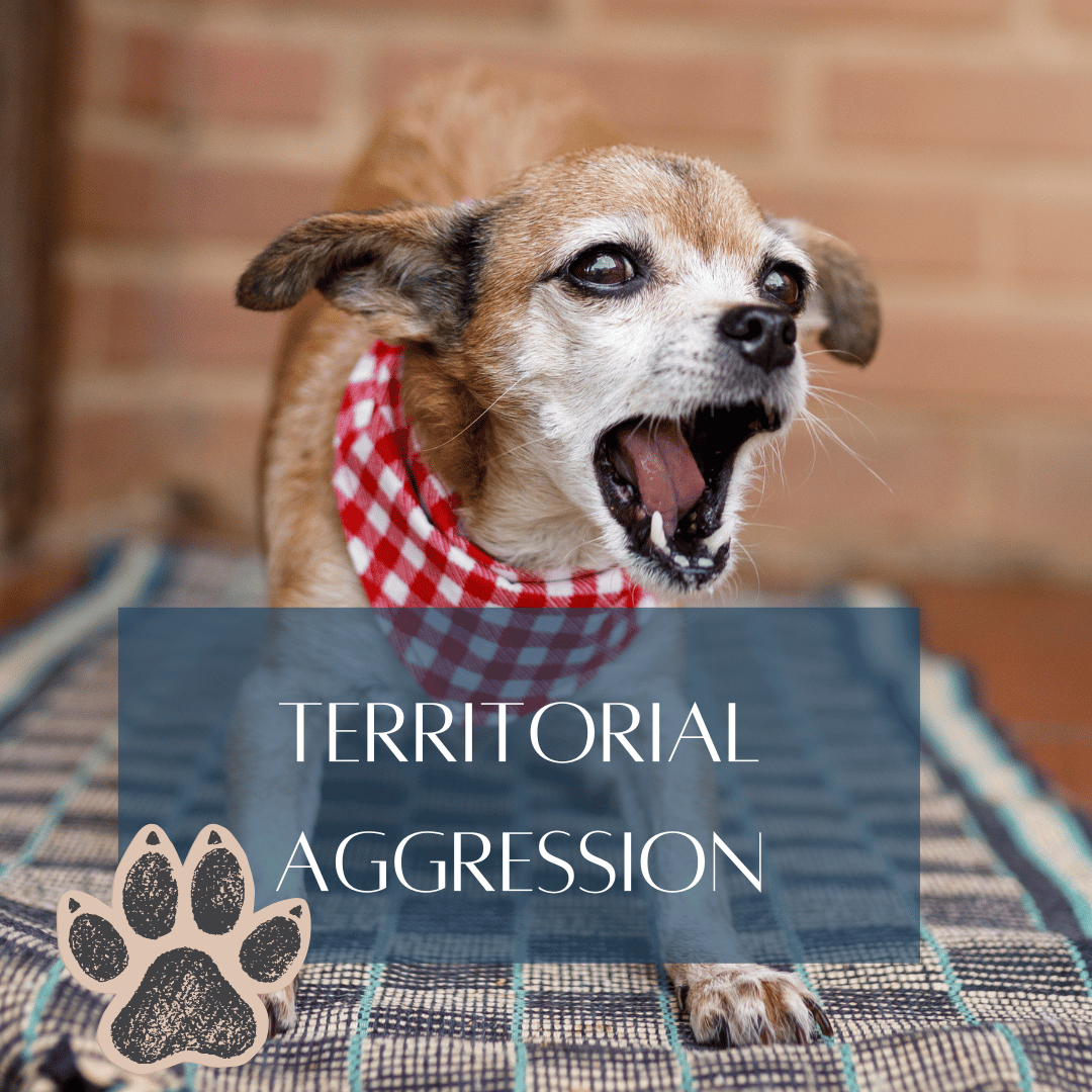 territorial aggression title home page