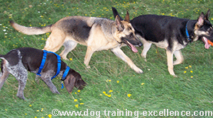 German sheperds and gun dog walking