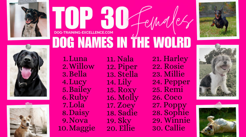 Top 30 female dog names in the world, girl dog names, popular dog names