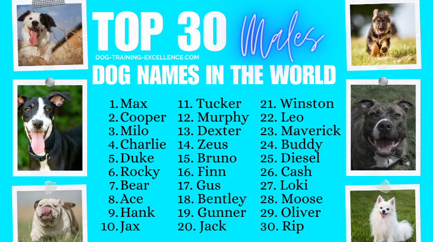 top 30 male dog names, best dog names, most popular boy dog names