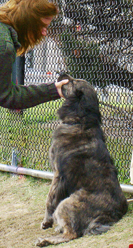 how to stop a nervous dog barking